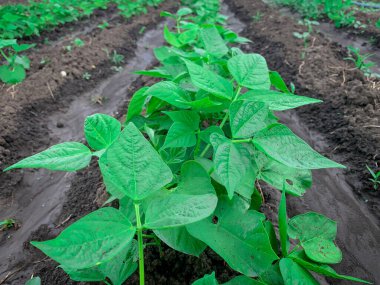 Irrigated row of organic beans crops in a farm field. Bio agriculture without pesticides.