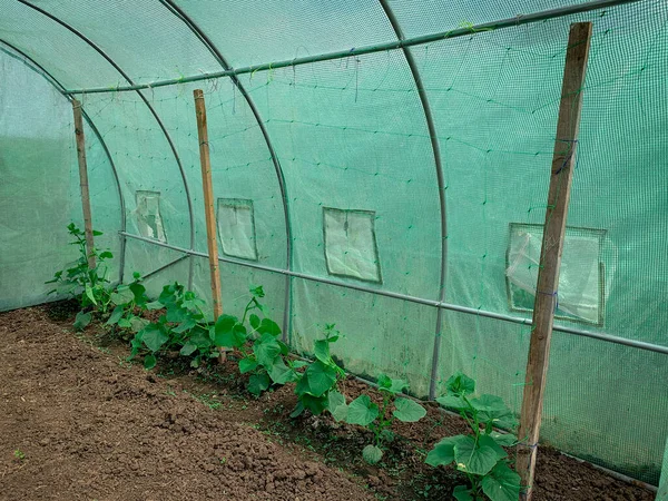 Open Greenhouse Row Organic Cucumber Early Plants — Φωτογραφία Αρχείου