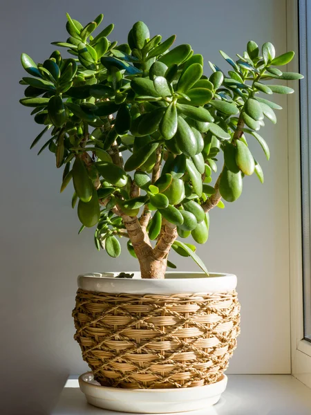 Crassula ovata, comúnmente conocida como planta de jade, planta de la suerte, planta del dinero o árbol del dinero, es una planta suculenta. — Foto de Stock