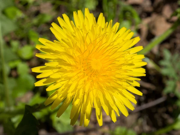 Close-up of single dandelion yellow head. Springtime bright nature — Stock Photo, Image