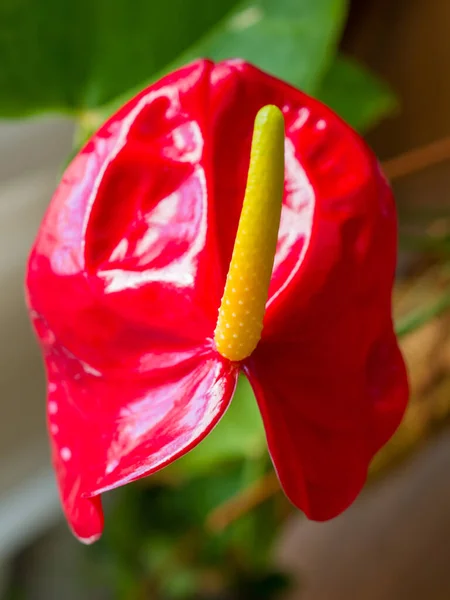 Gros plan d'anthurium rouge vif fleurissant à l'intérieur — Photo