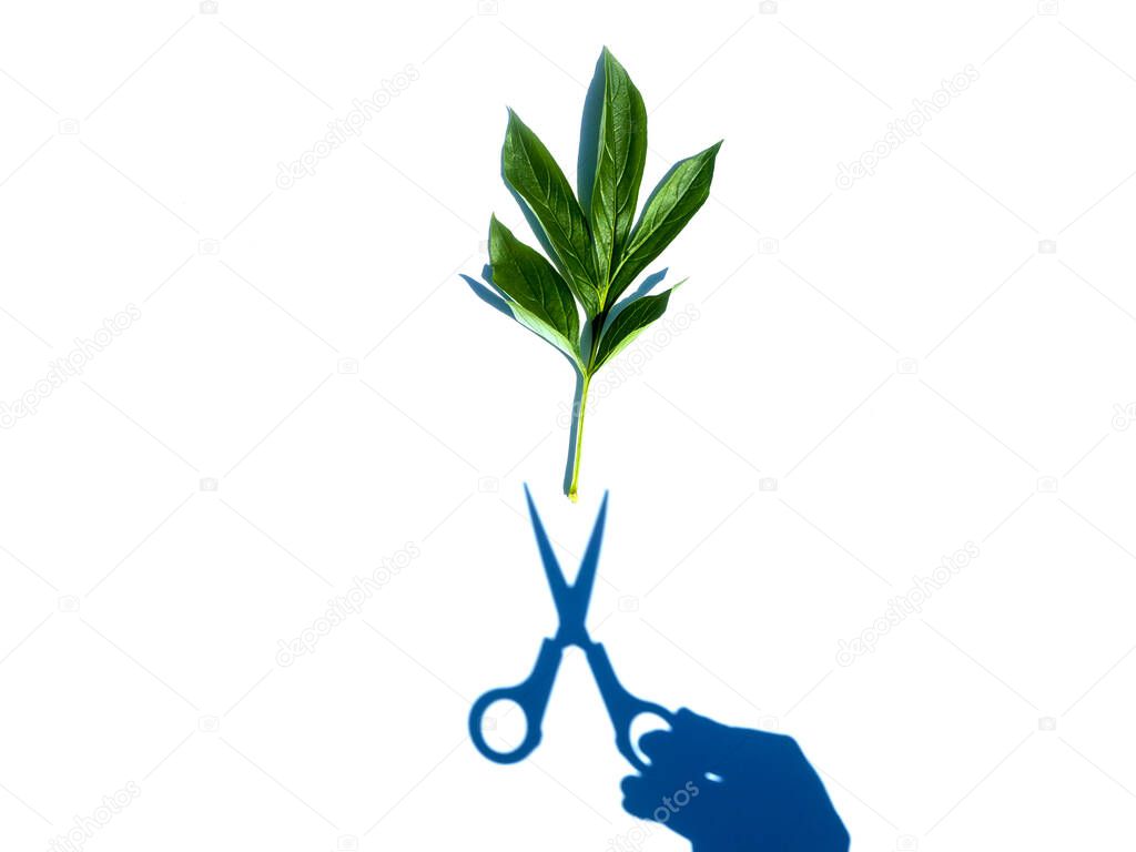 Peony leaf with a shadow from hand with scissors isolated on a white background.