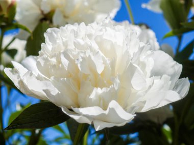 Mavi gökyüzü arka planında beyaz şakayık tomurcuklarının arkaplanı.