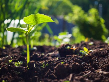 Bahçede yerden salatalık filizleniyor..