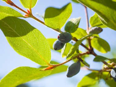 Üç mavi hanımeli böğürtlen asılmış yeşil bir dalda mavi bir gökyüzüne.