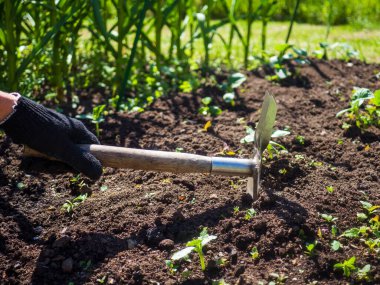 Bir salatalık filizinin yanında çapayı tutan el..