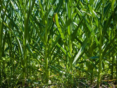 Büyüyen sarımsak saplarının yeşil soyut arkaplanı.