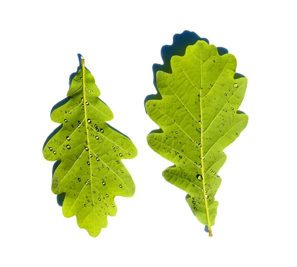 Два зеленых дуба листья с капельками воды изолированы на белом фоне. — стоковое фото