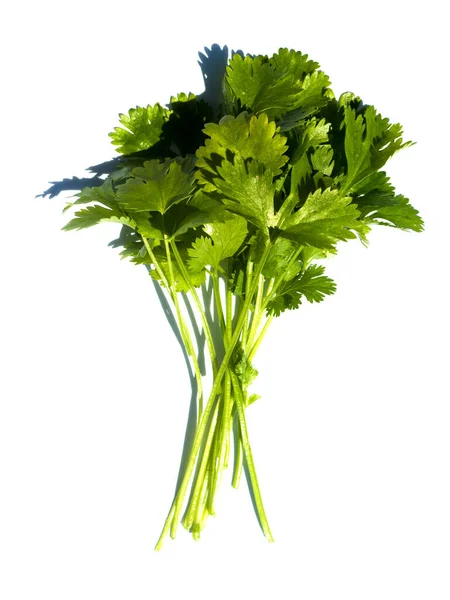 A bunch of fresh coriander isolated on a white background. — Stock Photo, Image