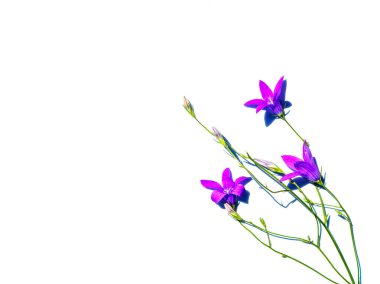 Beyaz arkaplanda kopyalanmış eflatun çanı çiçeği.