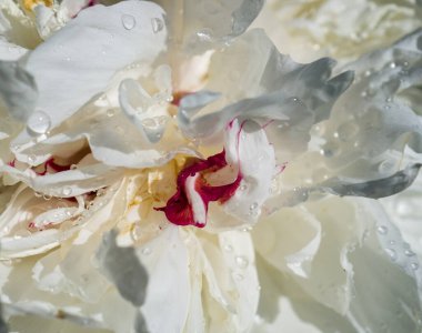 Özel bir evin bahçesinde pembe şakayık desenli çiçek açan bir beyazın yakın çekimi..