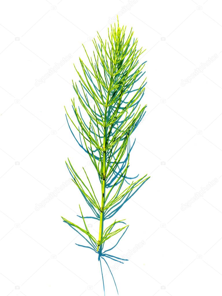 A branch of green horsetail isolated on a white background.