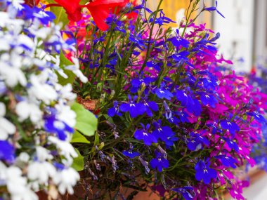 Sıraya dizilmiş mavi, beyaz ve leylak çiçekleri. Seçici odak