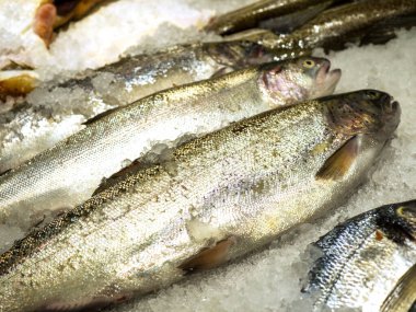 Ezilmiş buzun üzerinde duran alabalık lacustrileri yakın plan.