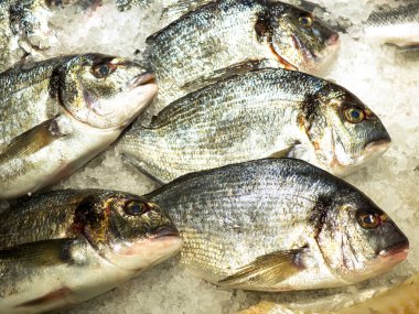 Dorado balığının yakın çekimi Sparus Aurata ezilmiş buzun üzerinde yatıyor.