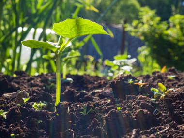 Bahçede yerden salatalık filizleniyor..