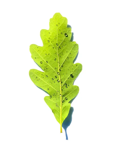 Один зеленый лист дуба с капельками воды изолированы на белом фоне. — стоковое фото