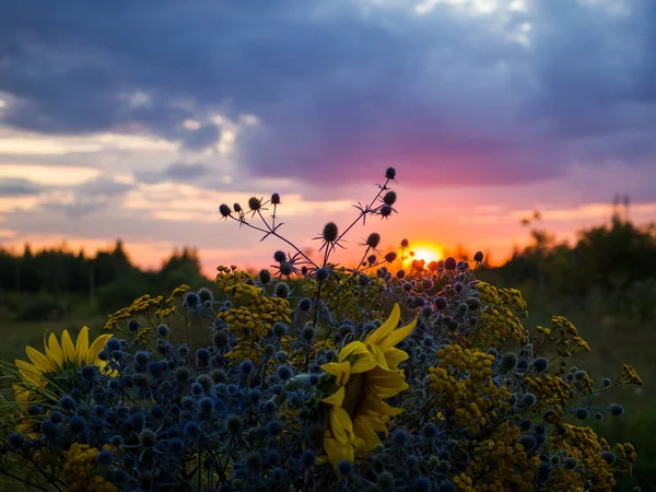 Gros plan des têtes de tournesols, de houx de mer - Eryngium et tanaisie sur fond de ciel couchant. — Photo