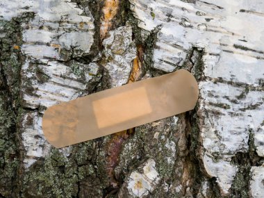 Huş ağacı özsuyu aldıktan sonra gövdesinin delindiği yeri kapatmak için bir alçı kullanılmış..