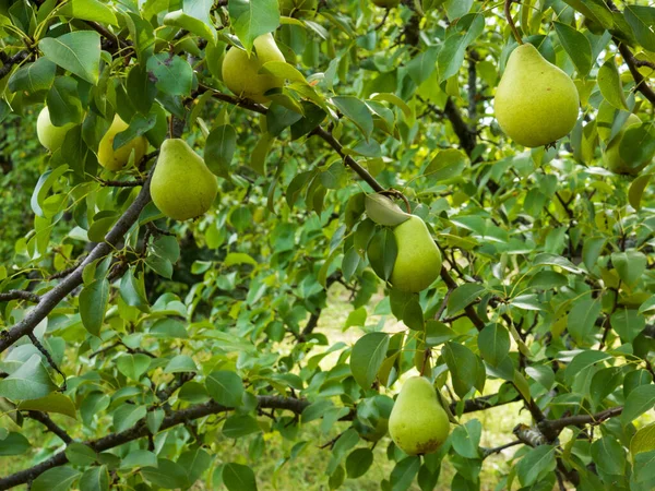 Ripe yellow pears hanging on the branches on a summer sunny day — Stock Photo, Image