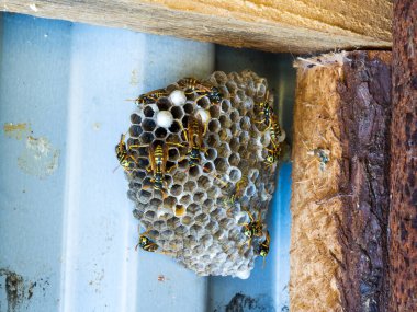 Eşek arıları ve larvalarla dolu düz bir arı kovanına yakın çekim