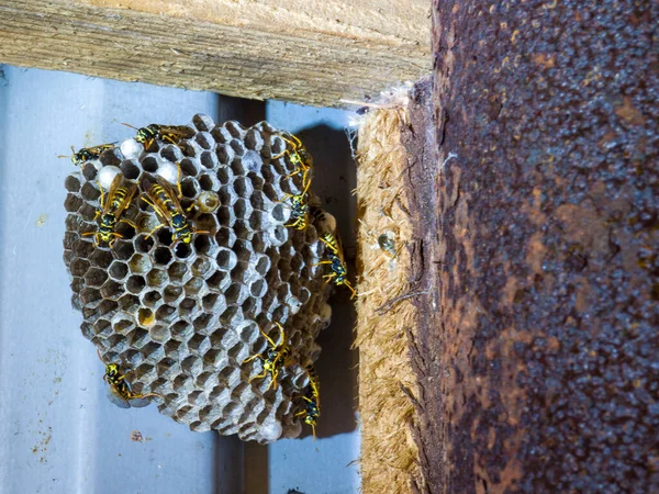 Close-up of a flat wasp nest with wasps and larvae