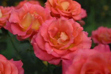 Parlak, güzel kokulu güller çiçek tarhında..