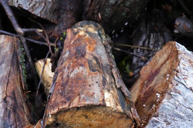 kütük deposuna yakın çekim yap