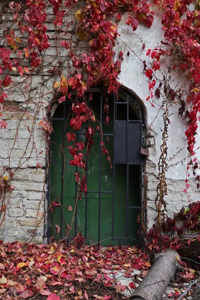 Photo Old Closed Door Overgrown Vines Cold Autumn — Stock Photo, Image