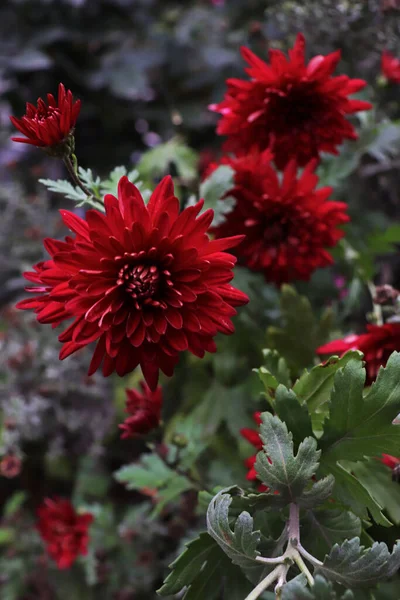 Červená Chryzantéma Zblízka Chladném Podzimu — Stock fotografie