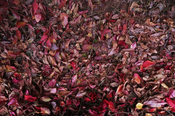寒い秋に地面に落ちた赤い葉 — ストック写真