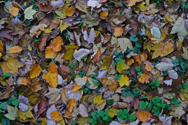 Folhas Caídas Jazem Grama Outono Frio — Fotografia de Stock