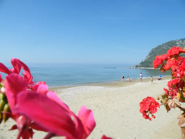 Gold Coast Beach Odyssey