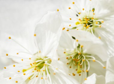 kiraz çiçeklenme yakın çekim