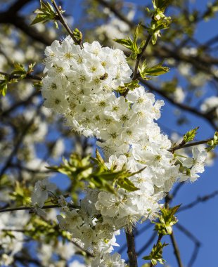 Karışık mineral kaya
