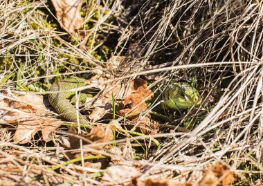 Yeşil kertenkele hidding