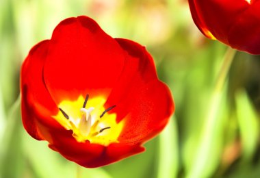 Lale çiçeği. Yaklaş.