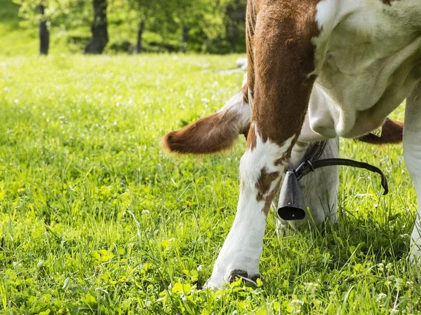 Голодні корови, їдять — стокове фото