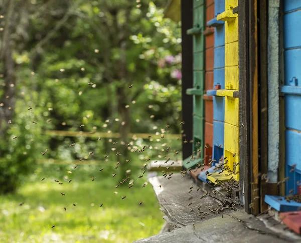 Hard working bees — Stock Photo, Image