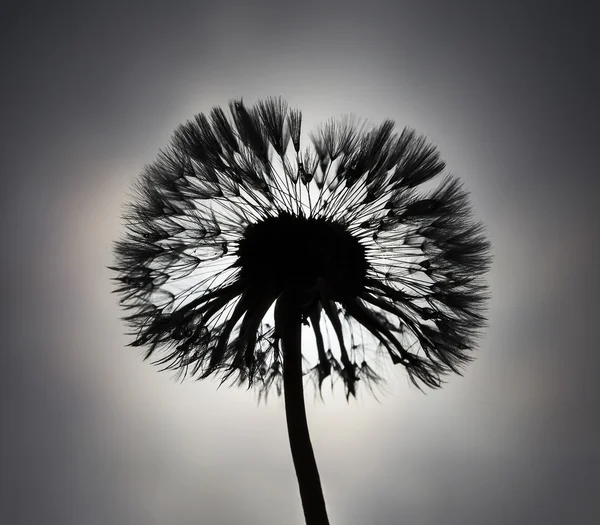 Dramatic dandelion flower — Stock Photo, Image