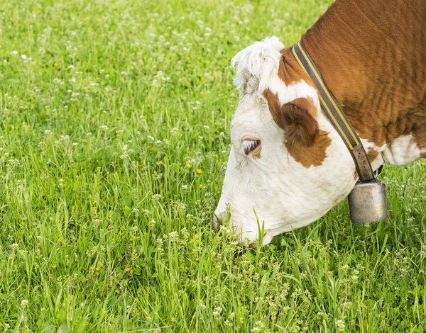 Голодні корови, їдять — стокове фото