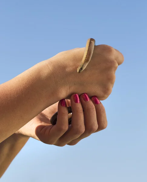 Hands holding anguis fragilis — Stock Photo, Image