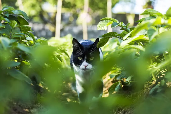 Chasse chat extérieur — Photo