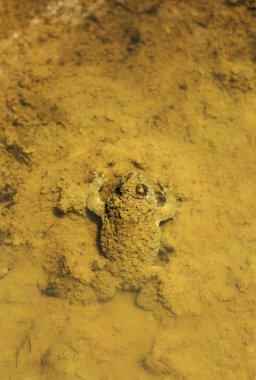 Suda büyük kurbağa