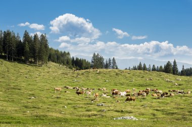 Çimenli bir dağ üzerinde ineklerin