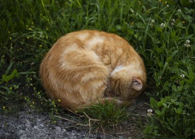 uyuyan portakal kedi