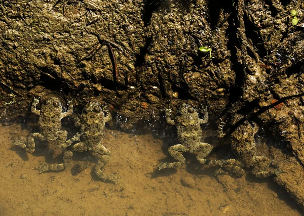 Four frogs in water — Stock Photo, Image