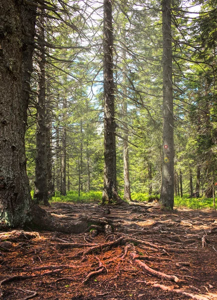 Suelo forestal con muchas raíces — Foto de Stock