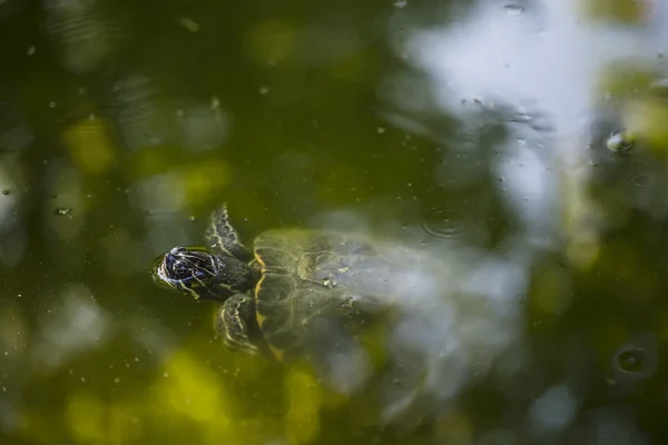 Schildkröte schwimmt im Teich — Stockfoto