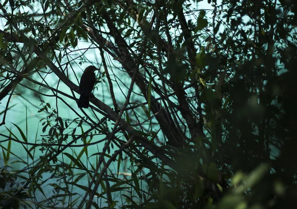 Silhouette d'oiseau dans un buisson — Photo